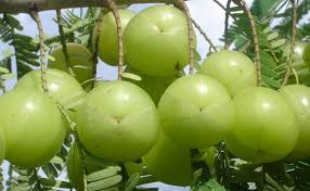 Fresh Amla